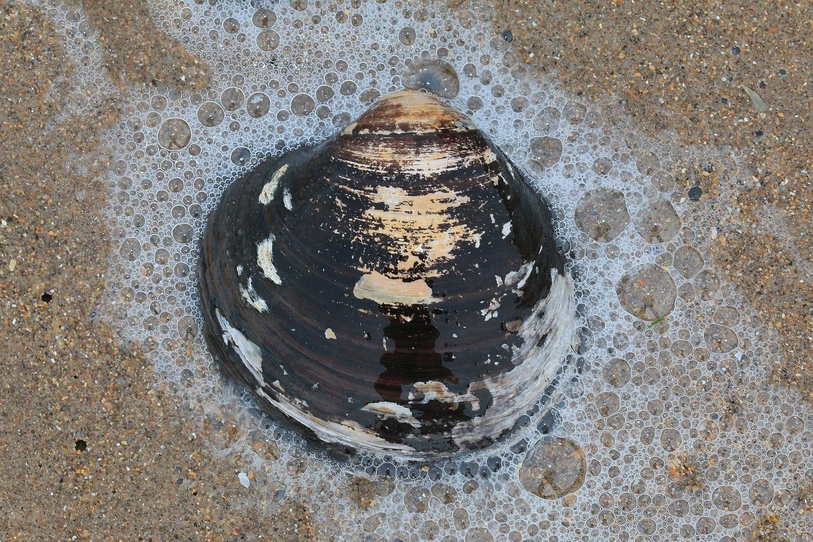 Wikimedia Commons