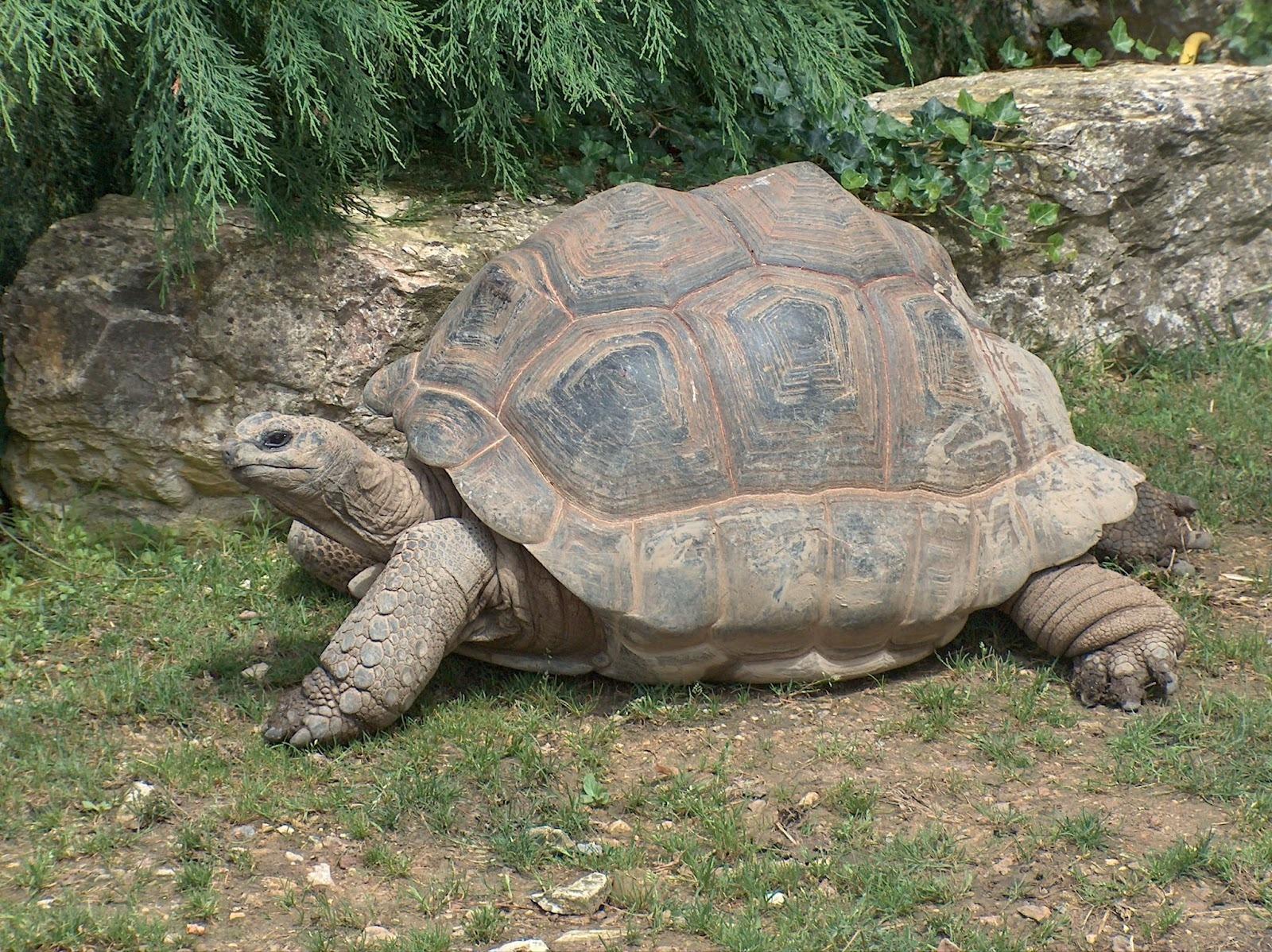 Wikimedia Commons