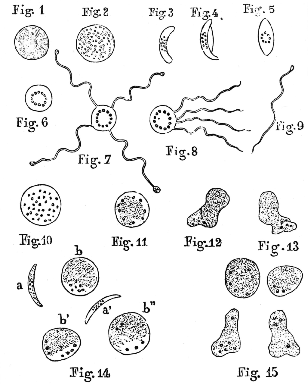 From Wikimedia