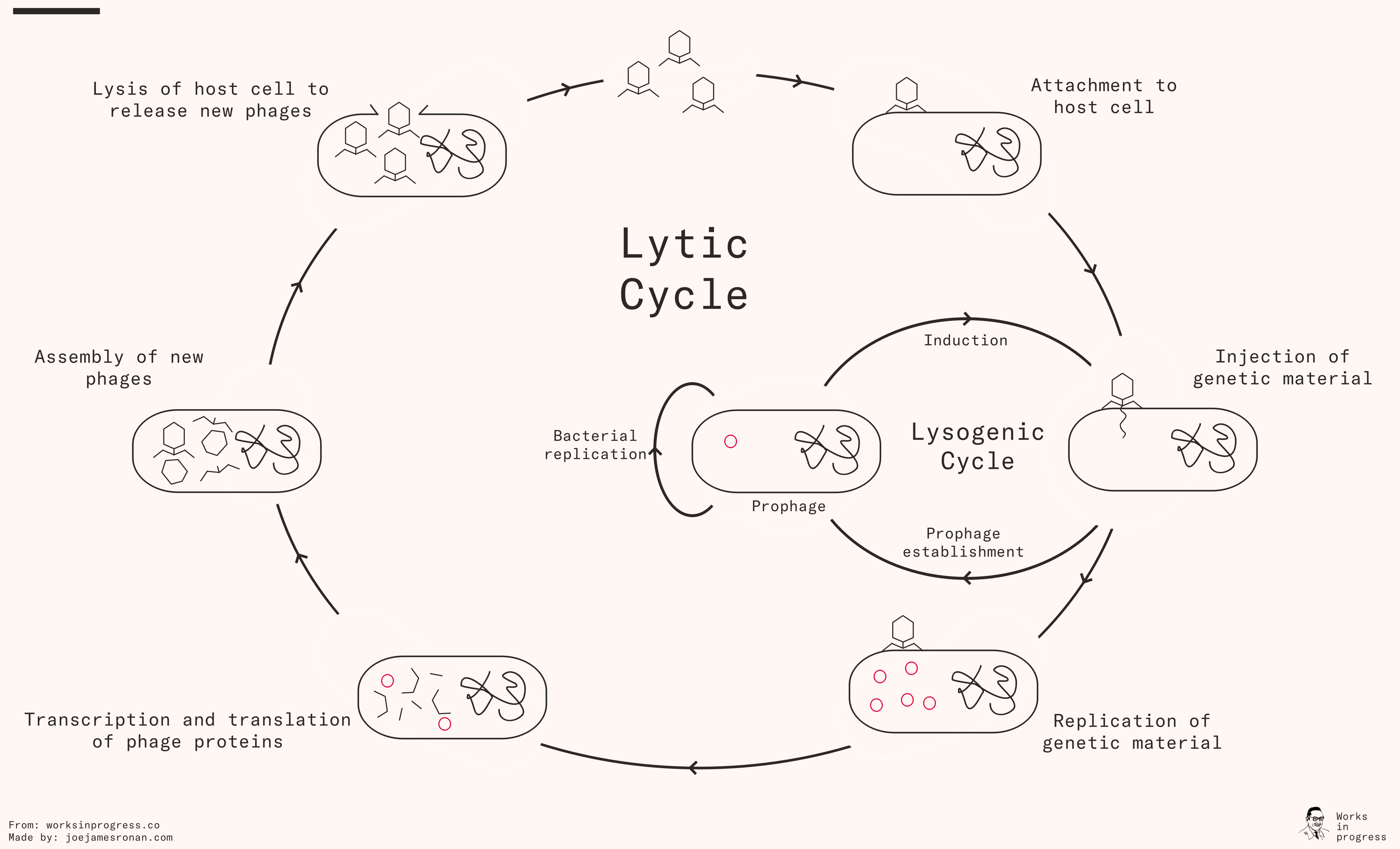 Adapted by Léa Zinsli and Joe Ronan from Nature Reviews Microbiology
