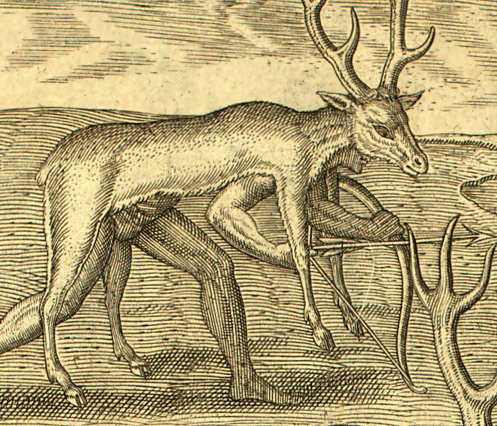 Disguised hunter from Le Moyne Engravings, 16th century.