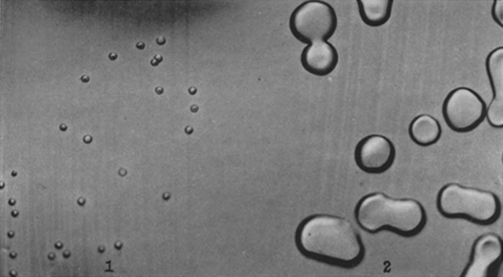 Avery et al. (1944)