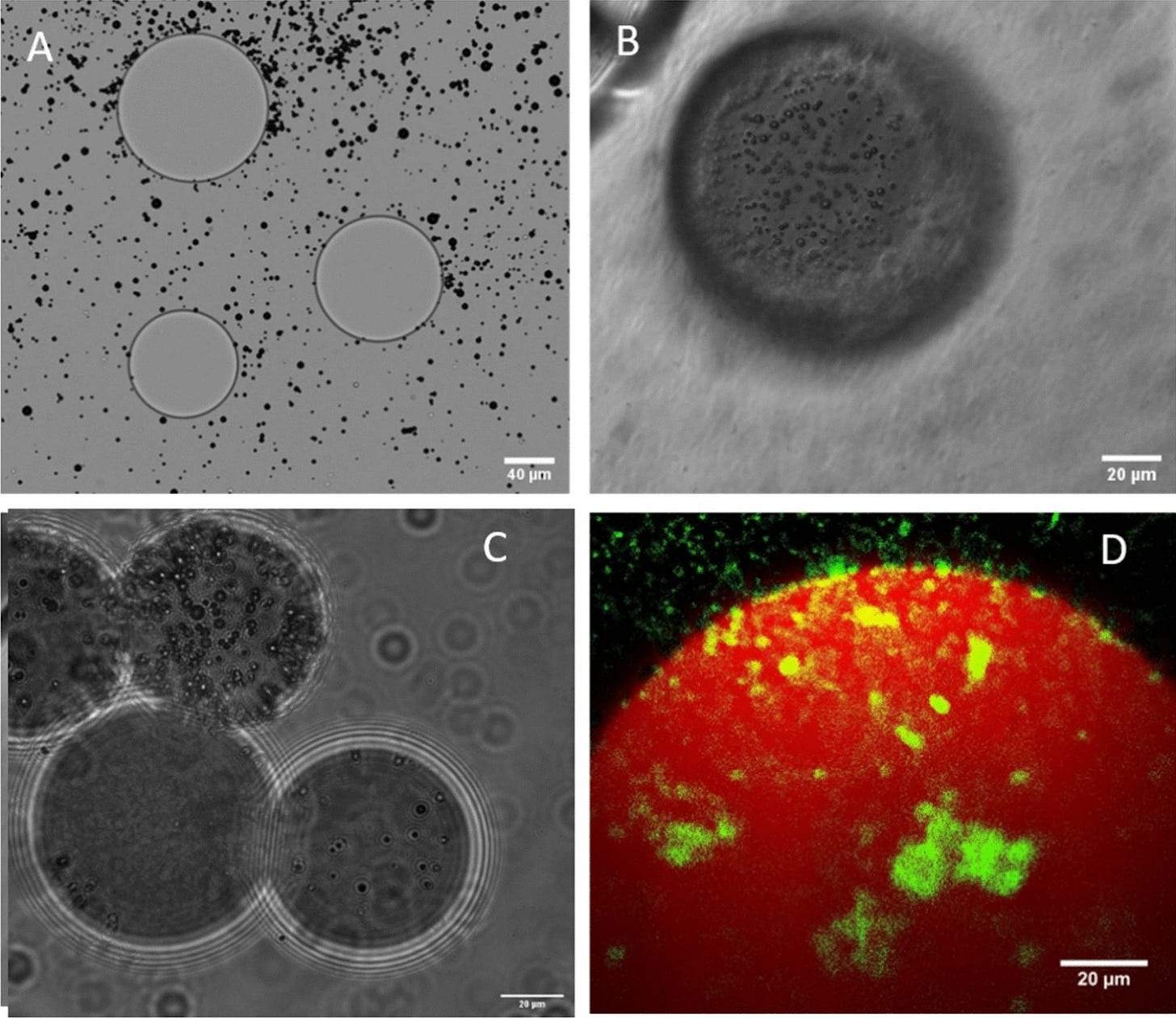 Joshua Owen.