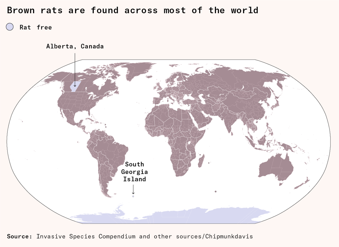 Canada Rats How Alberta eradicated rats - Works in Progress Magazine