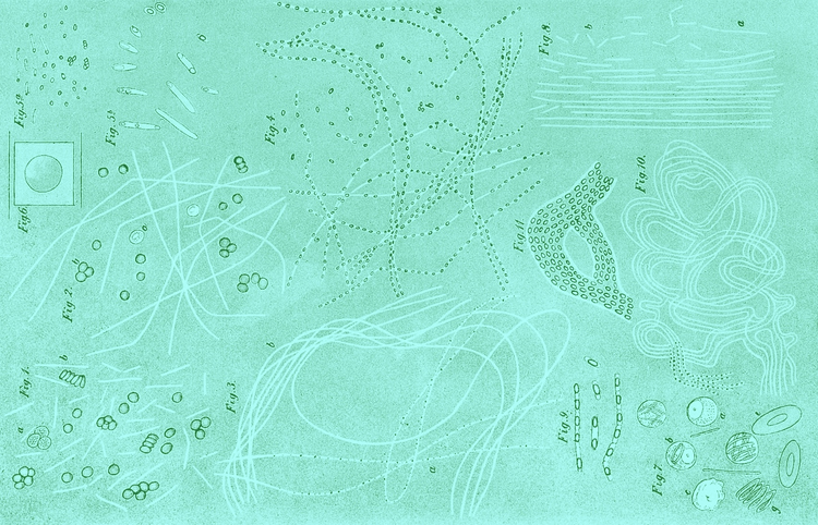 Robert Koch's drawing of bacteria