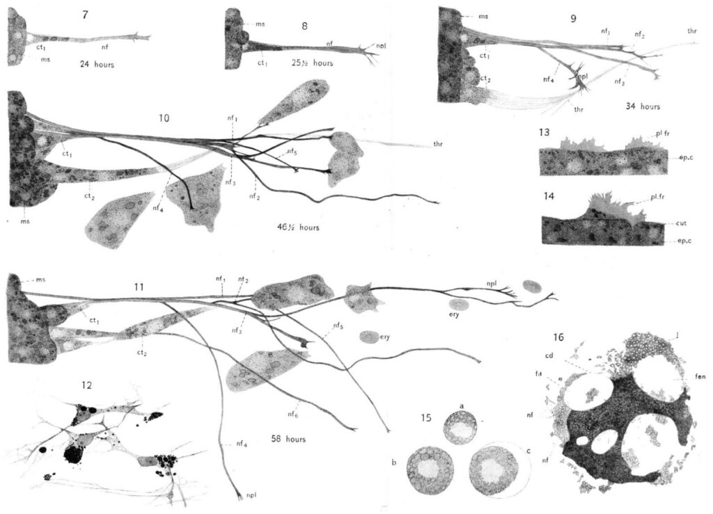 Plate of drawings by Ross Harrison of nerve cells growing